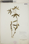 Euphorbia pubentissima image