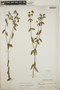 Euphorbia pubentissima image