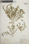 Euphorbia prostrata image