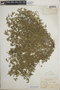 Euphorbia prostrata image