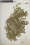Euphorbia prostrata image