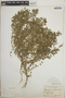 Euphorbia prostrata image