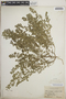 Euphorbia prostrata image