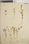 Euphorbia prostrata image