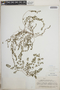 Euphorbia prostrata image