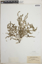 Euphorbia prostrata image