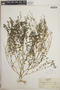 Euphorbia prostrata image