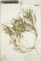 Euphorbia prostrata image