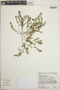 Euphorbia prostrata image