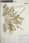 Euphorbia prostrata image