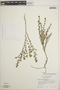 Euphorbia porteriana image