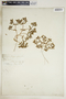 Euphorbia polygonifolia image
