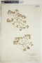 Euphorbia polygonifolia image