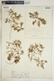 Euphorbia polygonifolia image
