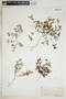 Euphorbia polygonifolia image