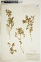 Euphorbia peplus image