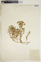 Euphorbia peplus image