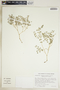 Euphorbia perennans image