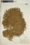 Euphorbia polycarpa image