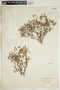 Euphorbia polycarpa image