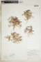 Euphorbia polycarpa image
