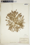 Euphorbia polycarpa image