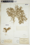 Euphorbia polycarpa image