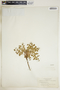 Euphorbia polycarpa image