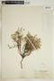 Euphorbia polycarpa image