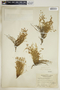 Euphorbia polycarpa image