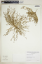 Euphorbia polycarpa image