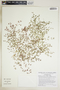 Euphorbia polycarpa image