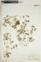 Euphorbia polygonifolia image