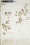 Euphorbia polygonifolia image