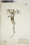 Euphorbia pubentissima image
