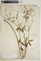 Euphorbia pubentissima image