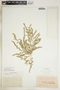 Euphorbia prostrata image