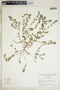 Euphorbia prostrata image