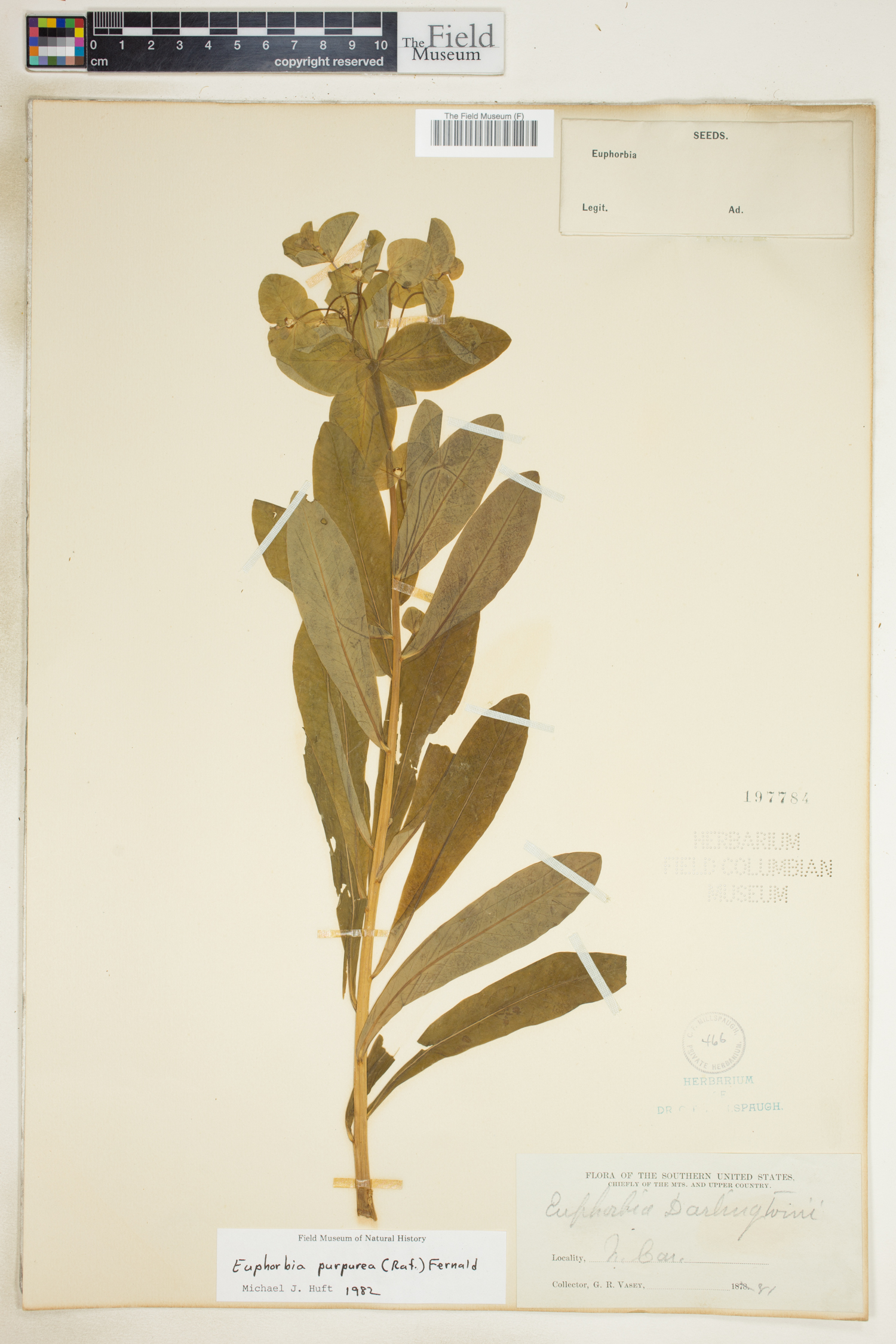 Euphorbia purpurea image