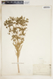 Euphorbia segetalis image