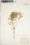Euphorbia segetalis image