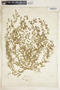 Euphorbia serpens image