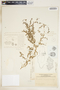 Euphorbia serpens image