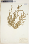 Euphorbia serpens image