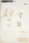 Euphorbia serpens image