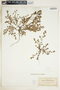 Euphorbia serpens image
