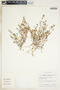 Euphorbia serpens image