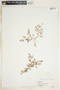 Euphorbia serpens image