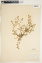 Euphorbia serpens image