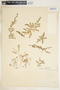 Euphorbia serpens image